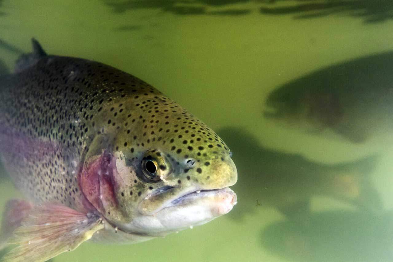 Ejemplar de trucha. La Política Pesquera Común ignora el bienestar de los peces / Foto: Equalia