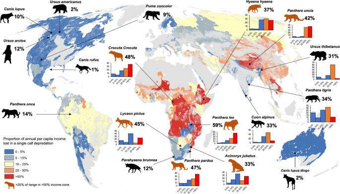  La pérdida porcentual de ingreso per cápita anual promedio registrada en el rango de 18 grandes carnívoros a nivel mundial bajo un solo evento de depredación de cría