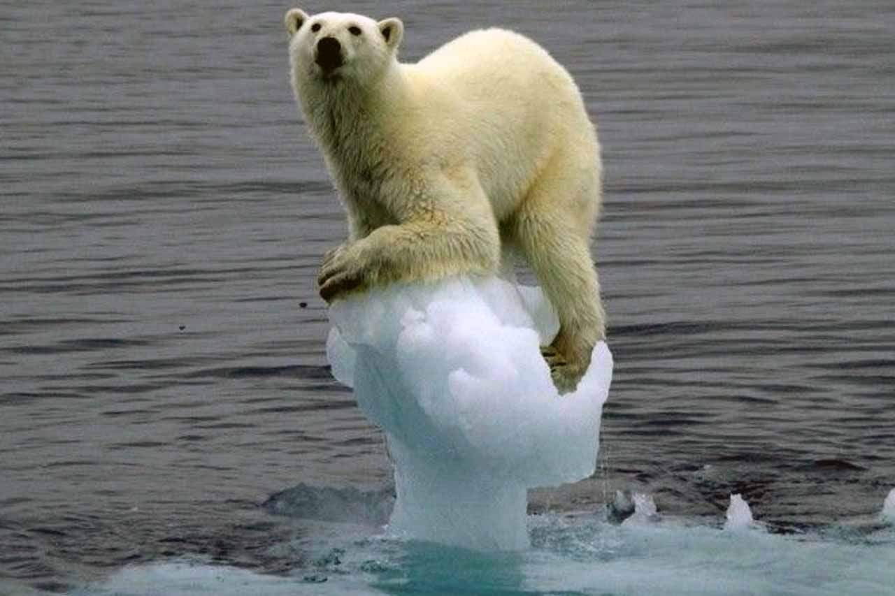 El calentamiento global y el deshielo del Ártico ponen en peligro la supervivencia del oso polar / Foto: Ocena Blue