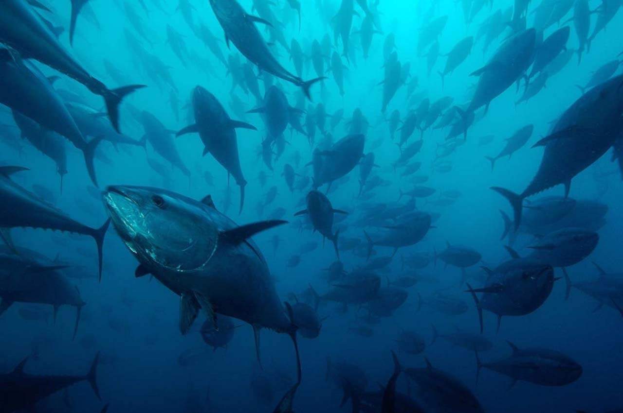 El cambio climático y la sobrepesca afectarán el atún / Foto: EP