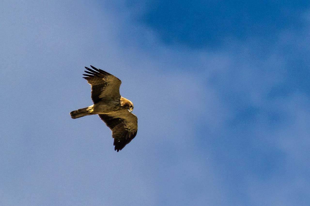 La capacidad reproductiva del águila calzada, amenazada por los pesticidas / Foto: Wikipedia