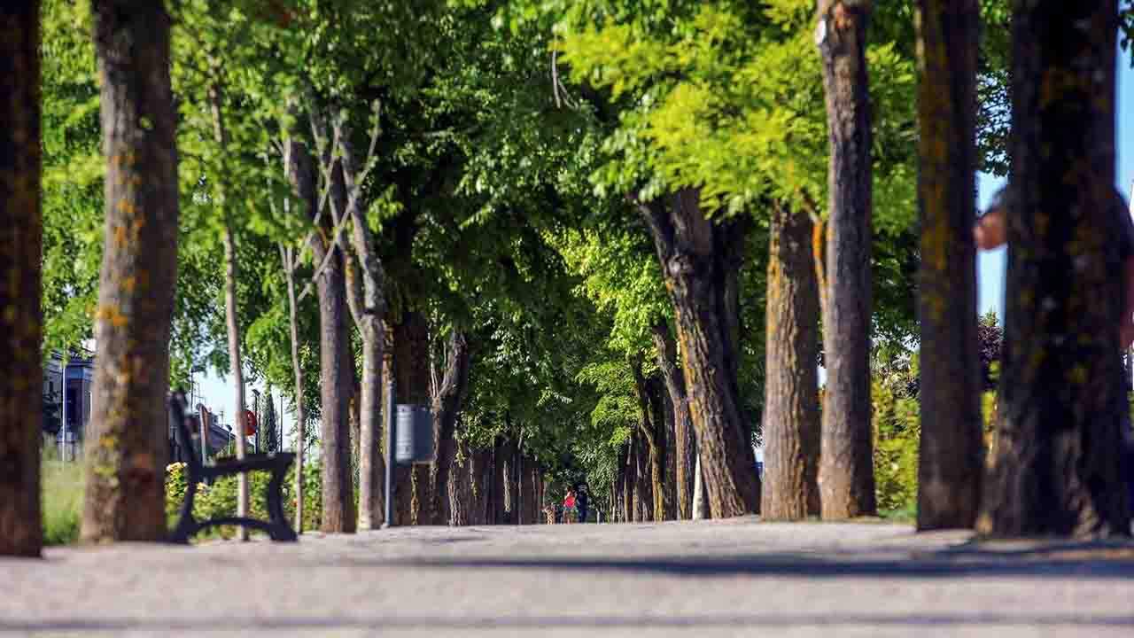 Más de mil árboles en Madrid Río se ven amenazados por las obras de la L11 de Metro / Foto: EP