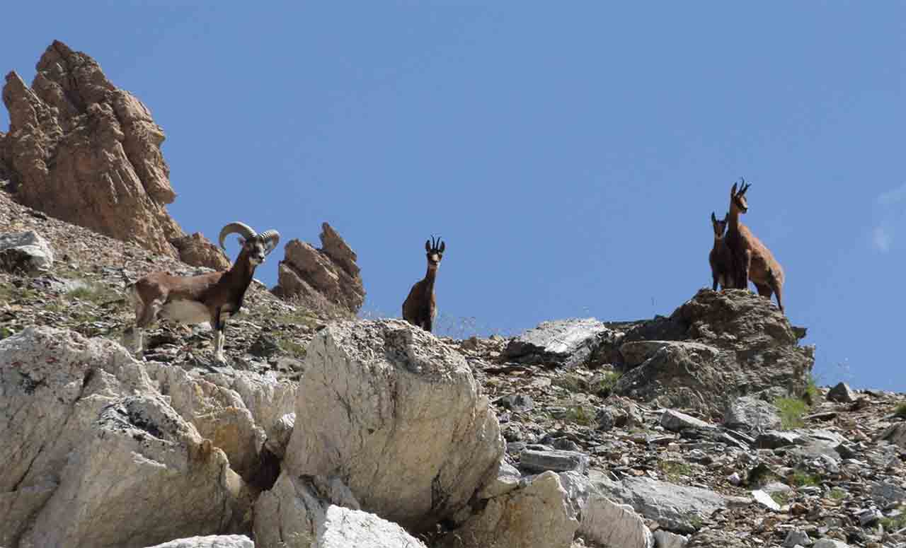 Rastrar mamíferos de Catalunya / Foto: Gencat