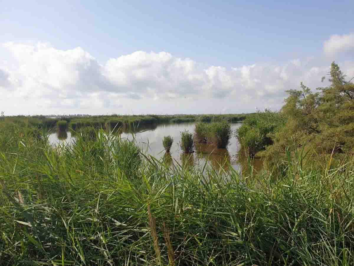 Abundantes microcontaminantes químicos en zonas de alto valor ecológico para las aves / Foto: Silvia Lacorte