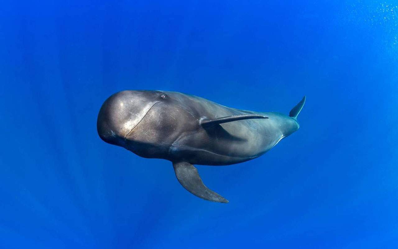 Las ballenas dentadas pueden cazar presas en total oscuridad gracias a la ecolocalización / Foto: SINC