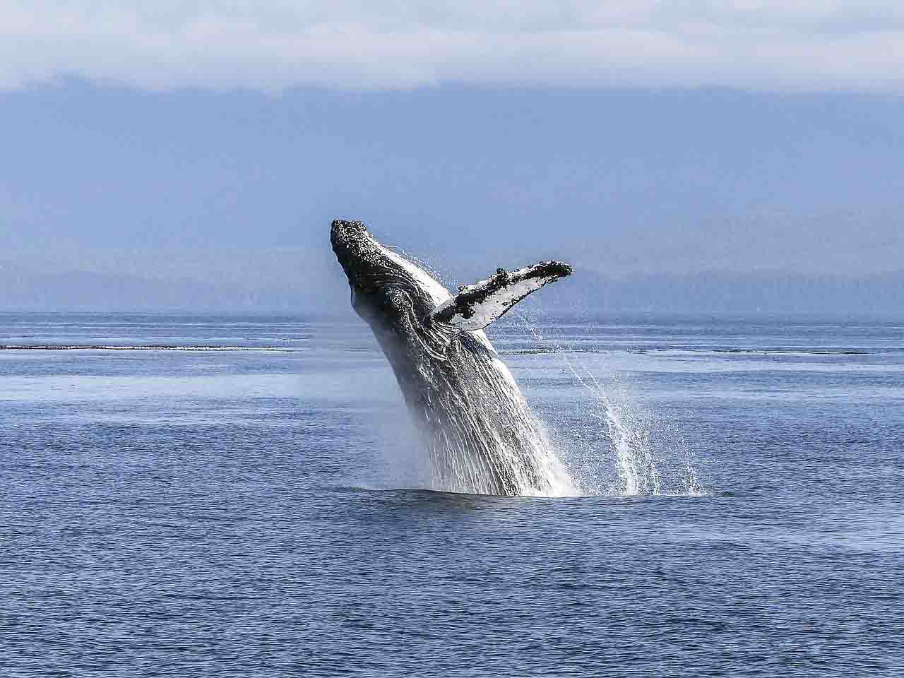 Ejemplar de ballena jorobada. Nuevo acuerdo de la biodiversidad marina en aguas internacionales / Foto: PB