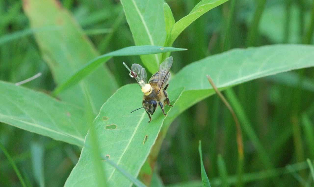 Las abejas navegan como los primeros aviadores. Transpondedor de radar armónico fijado al tórax de una abeja melífera / Foto: R Menzel