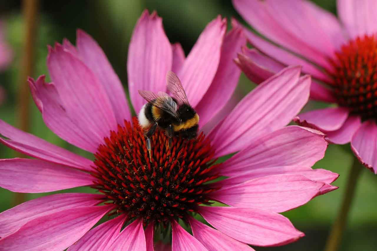 Los abejorros aprenden de las demás abejas / Foto: Pixabay