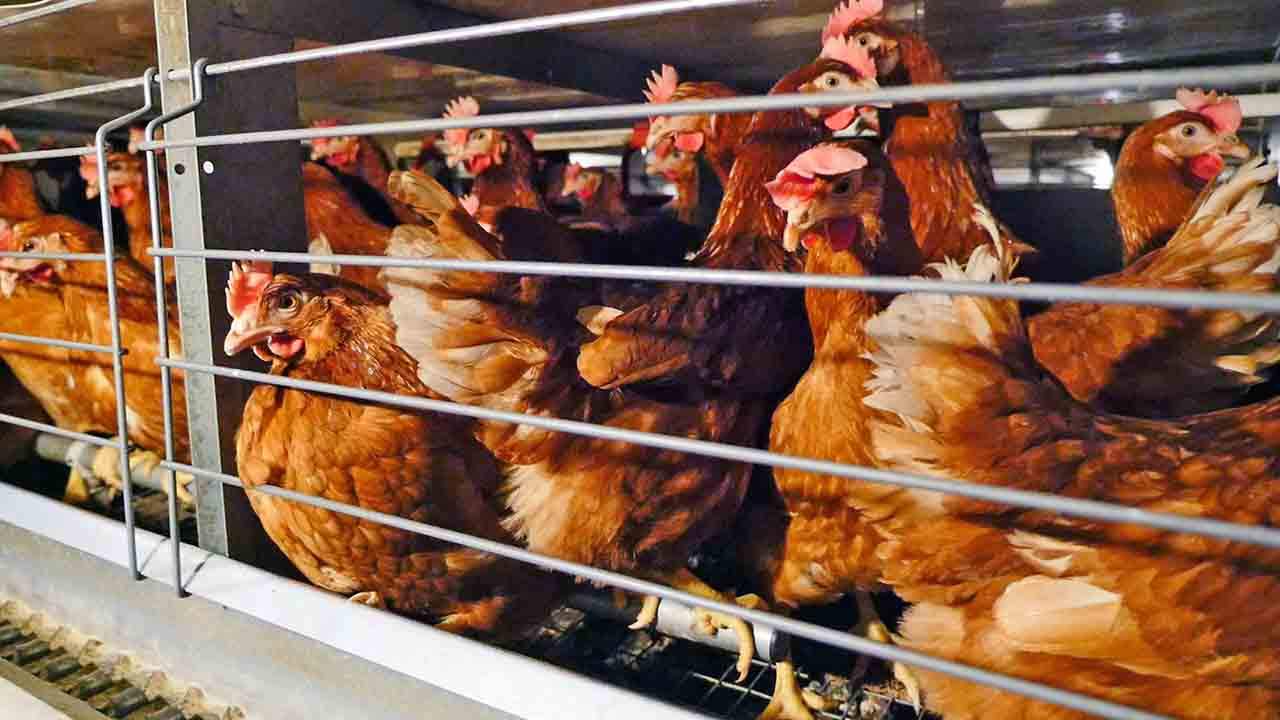 Gallinas en jaulas. España es el país de la UE con mayor número de animales de granja en jaulas / Foto: Compassion in World Farming