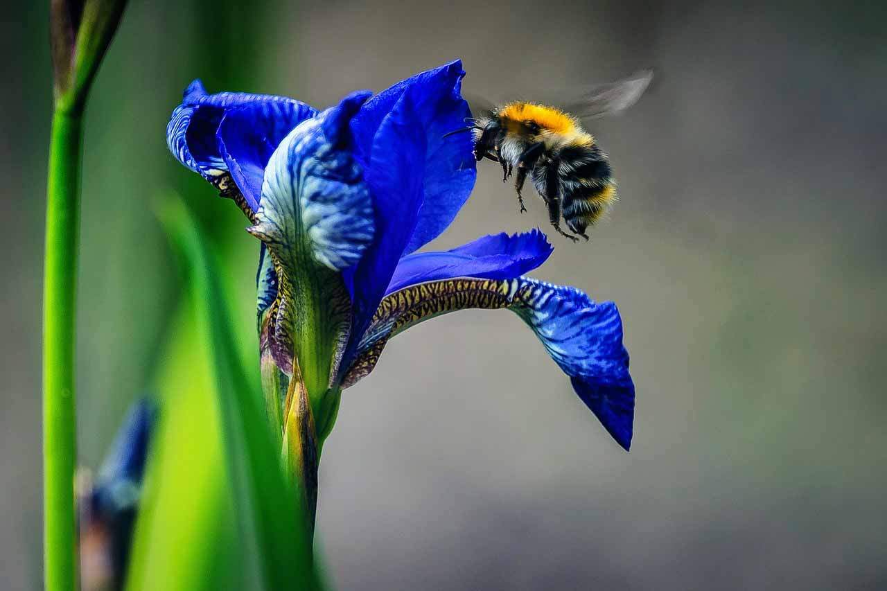 Las complejas formas de comunicación de las abejas / Foto: Pixabay