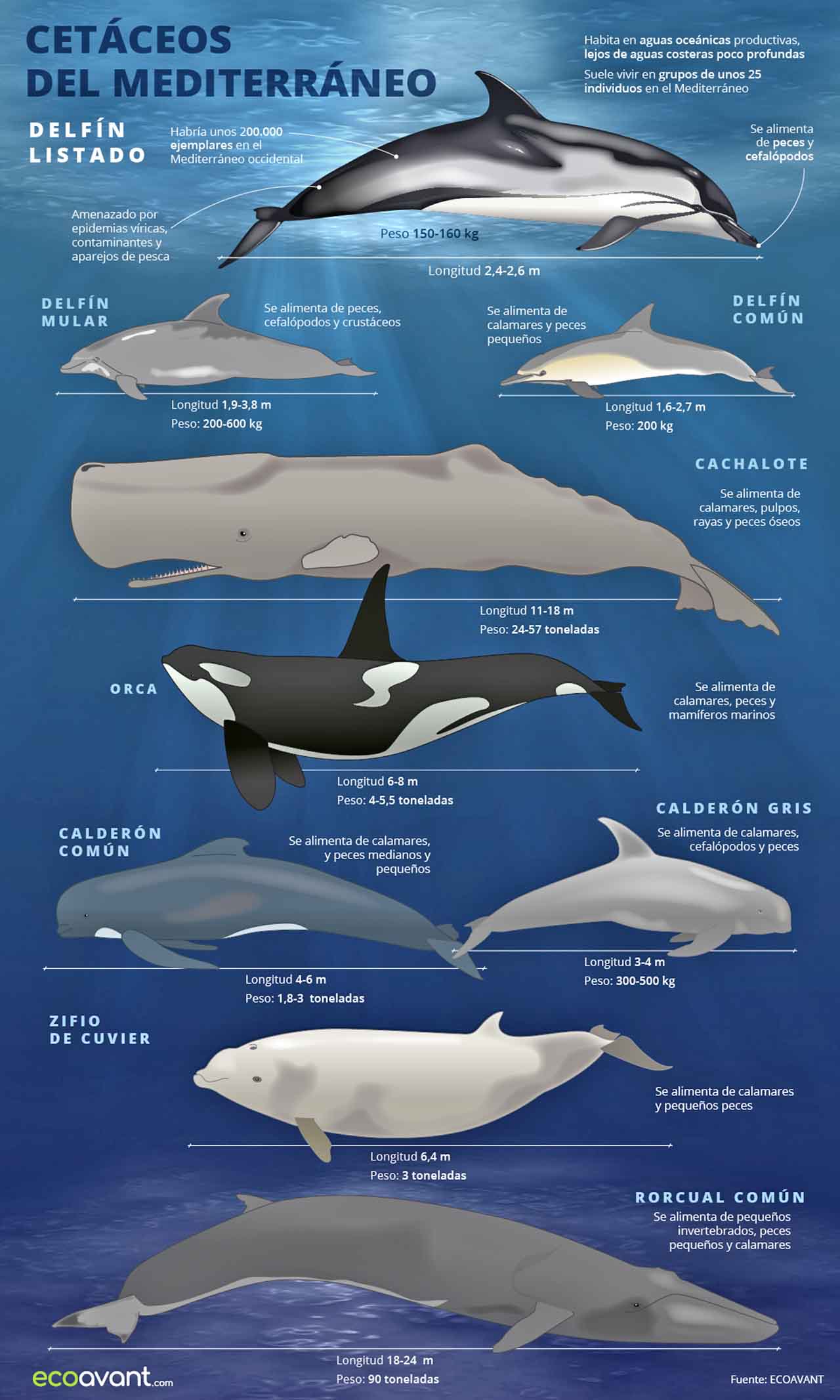 Cetáceos del Mediterráneo / Infografía: EA
