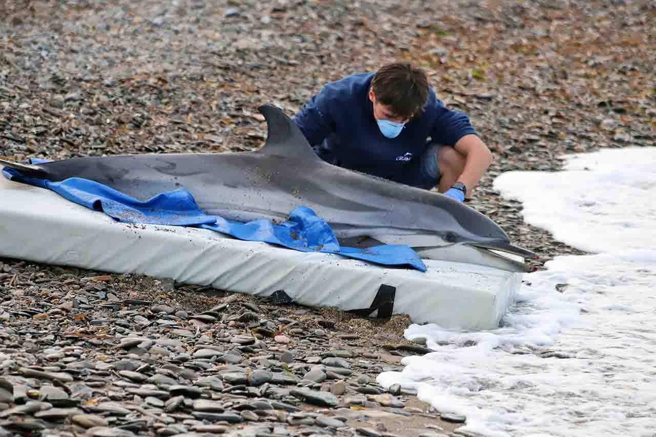 El técnico de Operaciones del CRAM, Guillem Figueres, inspecciona el ejemplar hembra de delfín listado en la Platja de Bell Repòs del Port de la Selva en Catalunya (España). Declive biodiversidaden el Mediterráneo / Foto: FFM - EA