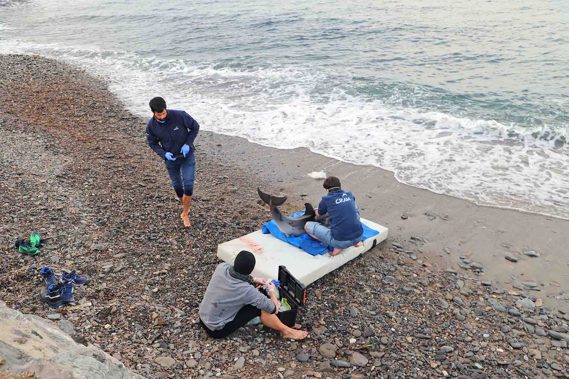 El técnico de Operaciones, Guillem Figueres, el técnico del Área de Clínica y Rescate, Ignacio Peña y el técnico de Comunicación, Álex Peñaranda, todos del CRAM, inspeccionan el ejemplar hembra de delfín listado en la Platja de Bell Repòs del Port de la Selva en Catalunya (España). Fotografías del avistamiento un delfín listado en el municipio del Port de la Selva en Cap de Creus (Catalunya). Declive de la biodiversidad en el Mediterráneo / Foto: FFM - EA