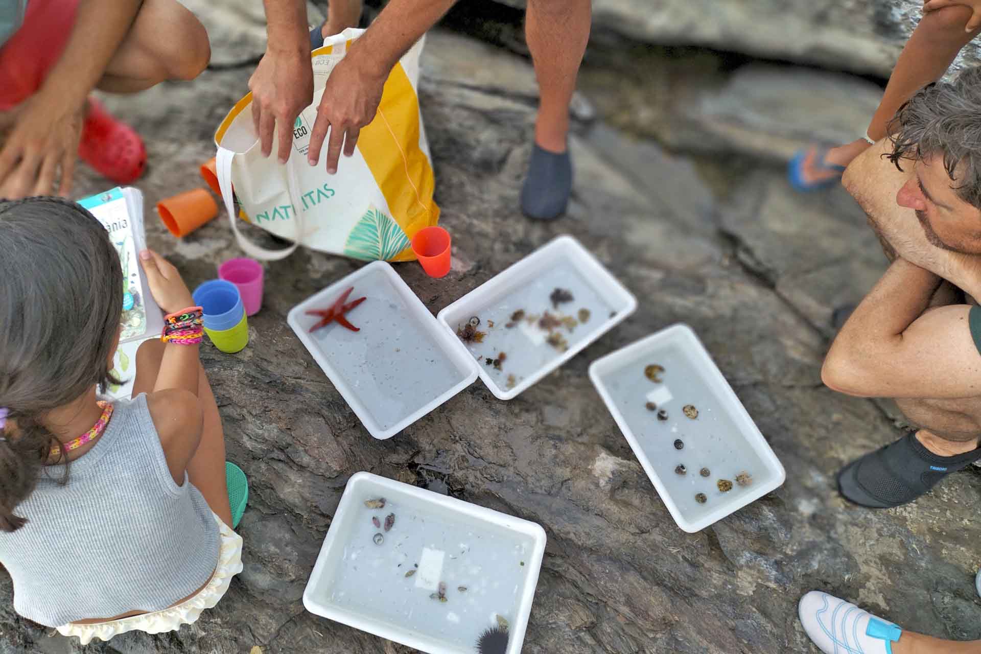 Pequeños ejemplares de fauna marina expuestos en el desarrollo de un taller sobre biodiversidad marina de Cap de Creus promocionado por el Ayuntamiento del Port de la Selva (Catalunya)  / Foto: FFM - EA