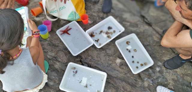 Pequeños ejemplares de fauna marina expuestos en el desarrollo de un taller sobre biodiversidad marina de Cap de Creus promocionado por el Ayuntamiento del Port de la Selva (Catalunya)  / Foto: FFM - EA