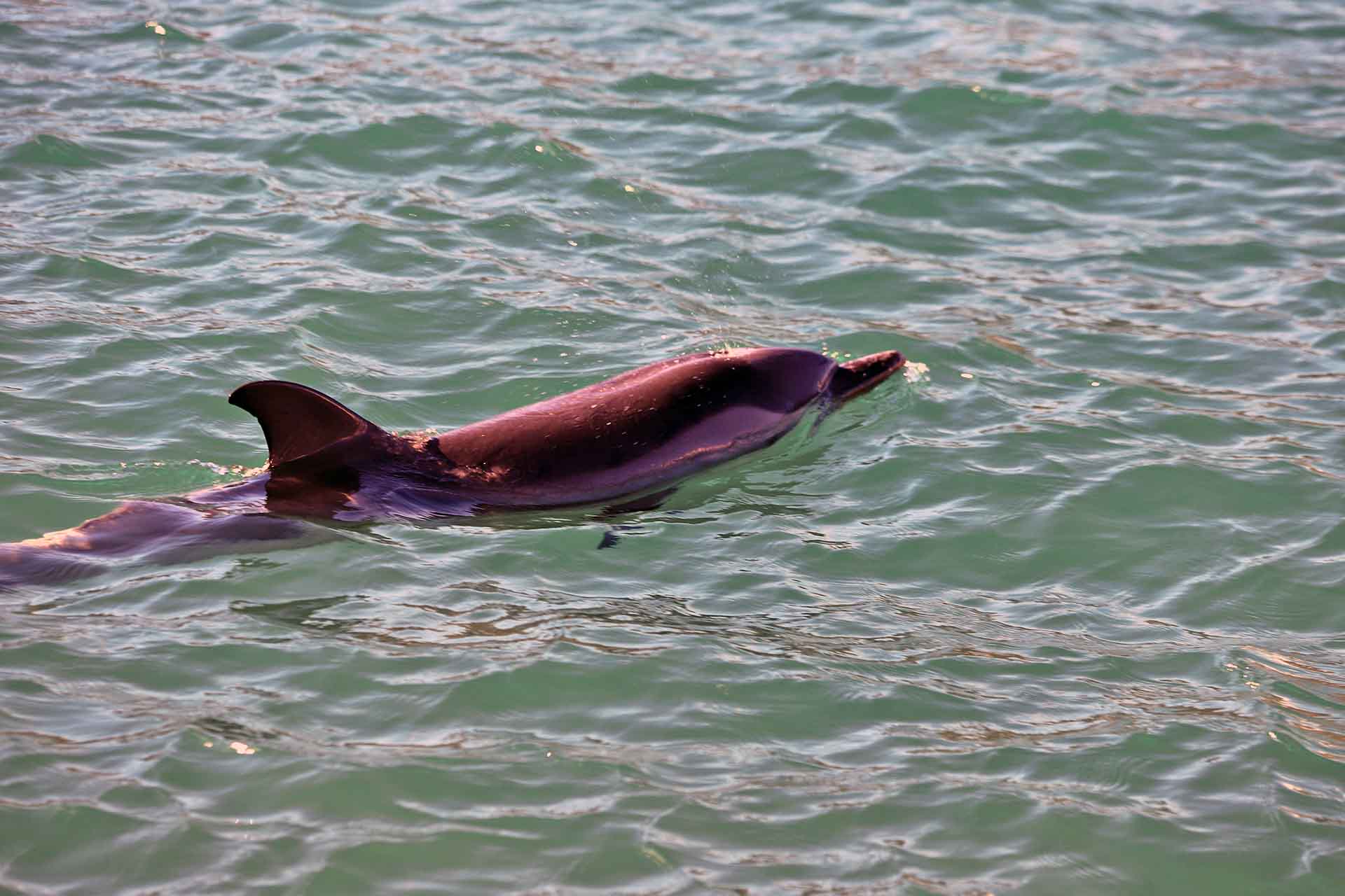 Ejemplar de delfín listado en el momento del avistamiento en Moll d’en Balleu, en el Port de la Selva en Catalunya (España) / Foto: FFM - EA