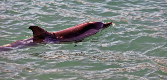 Ejemplar de delfín listado en el momento del avistamiento en Moll d’en Balleu, en el Port de la Selva en Catalunya (España) / Foto: FFM - EA