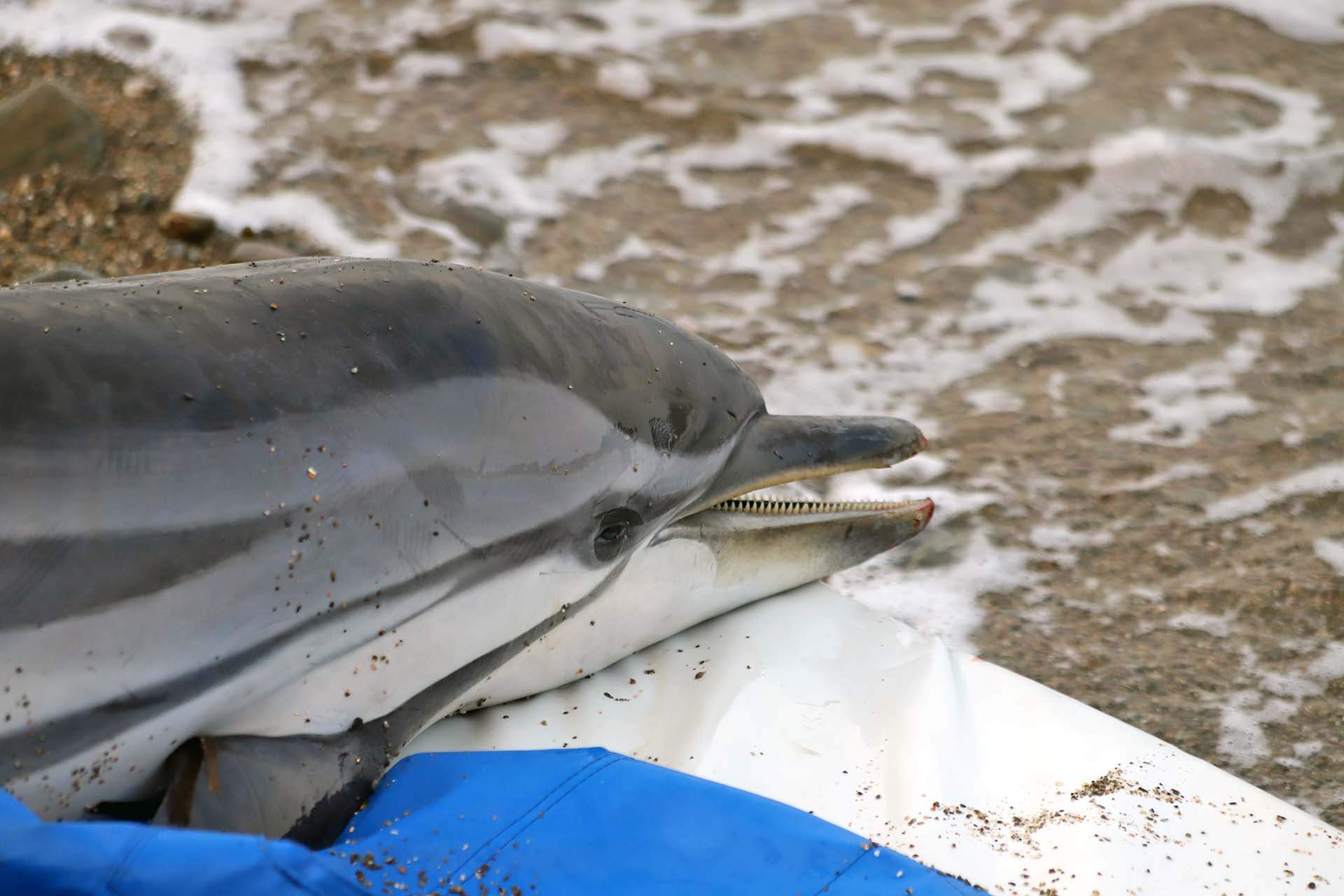 Ejemplar delfín listado, ya muerto, en la Platja de Bell Repòs del Port de la Selva en Catalunya (España). Declive de la biodiversidad marina en el Mediterráneo / Foto: FFM - EA