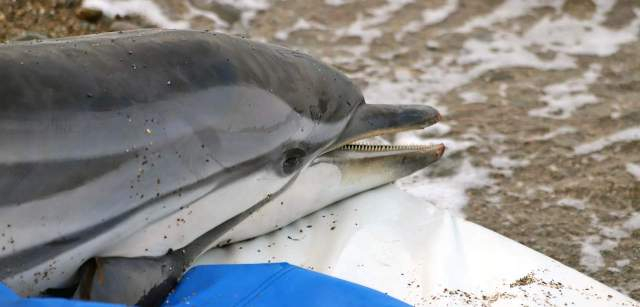 Ejemplar delfín listado, ya muerto, en la Platja de Bell Repòs del Port de la Selva en Catalunya (España). Declive de la biodiversidad marina en el Mediterráneo / Foto: FFM - EA