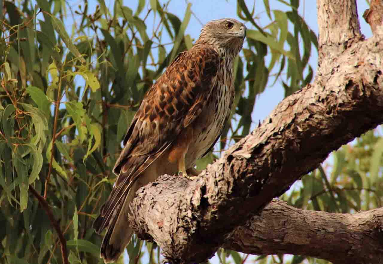 El azor rojo (Erythrotriorchis radiatus), la rapaz más rara de Australia, se enfrenta a la extinción / Foto: Chris MacColl