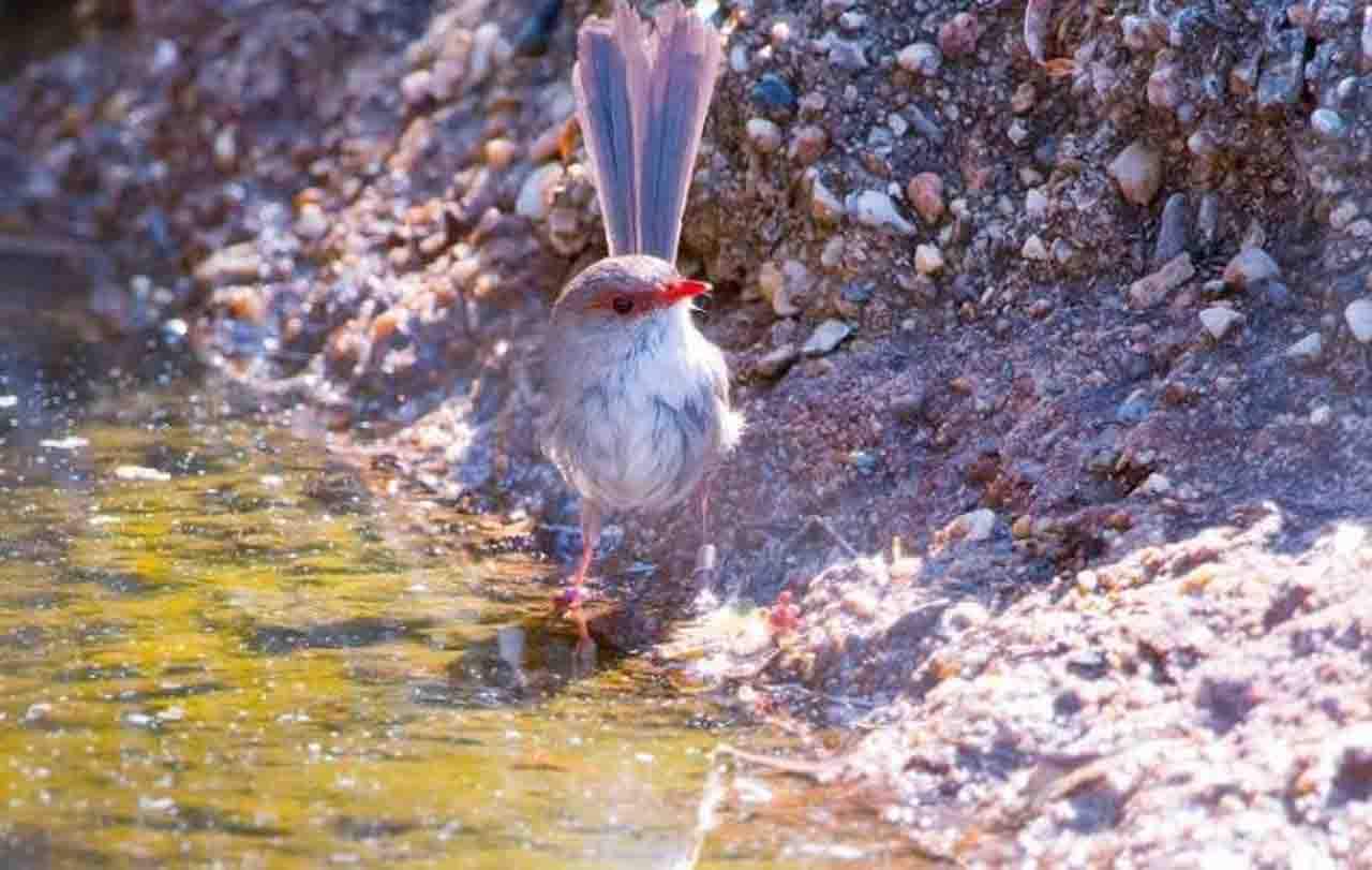 Imagen de un Malurus cyaneus, un ave que se arriesgan por sus parientes / Foto: Olivia Congdon