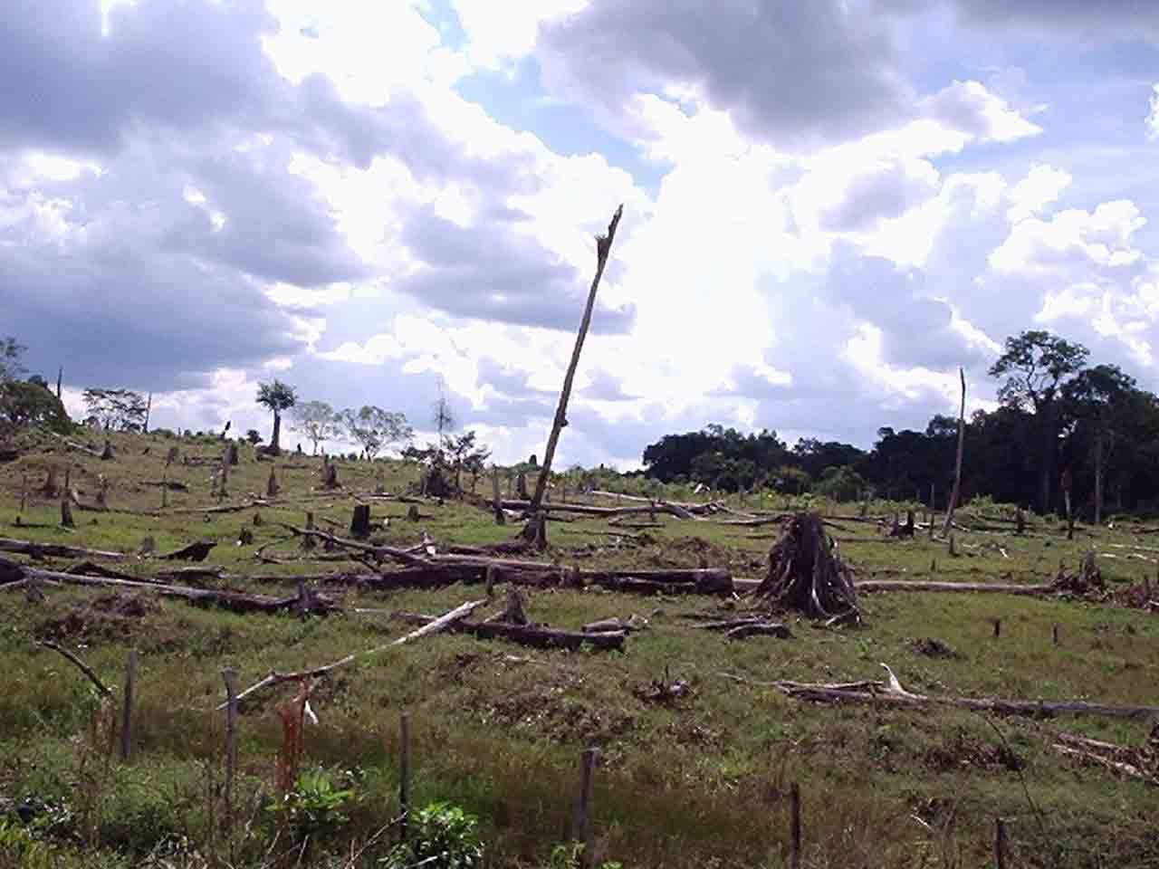 Lanzan la 'Alianza Cero Deforestación' / Foto: EP