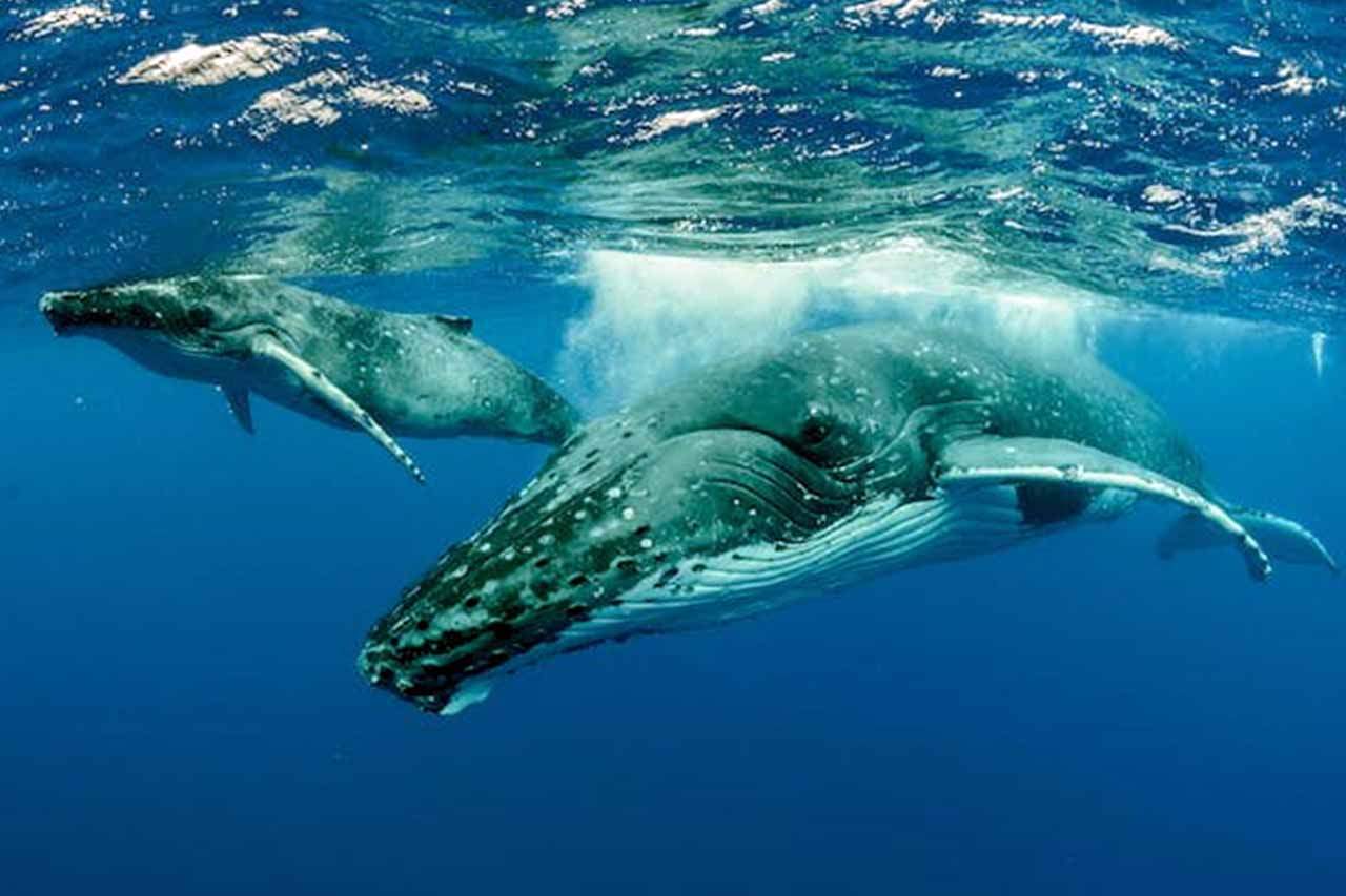 Ballenas jorobadas en el océano Pacífico. Tratado de los Océanos / Foto: The Conversation