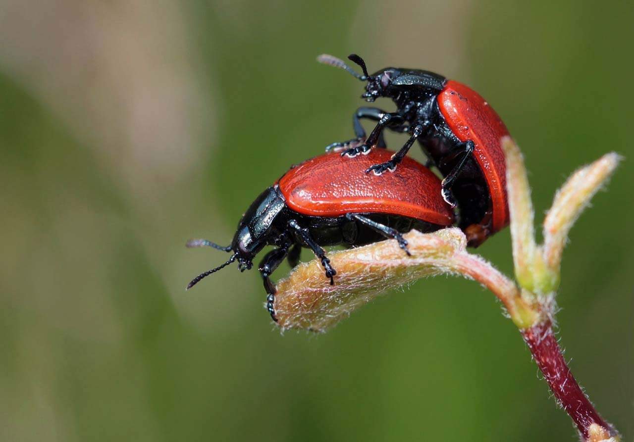 La contaminación por ozono degrada las feromonas sexuales de los insectos / Foto: Pixabay