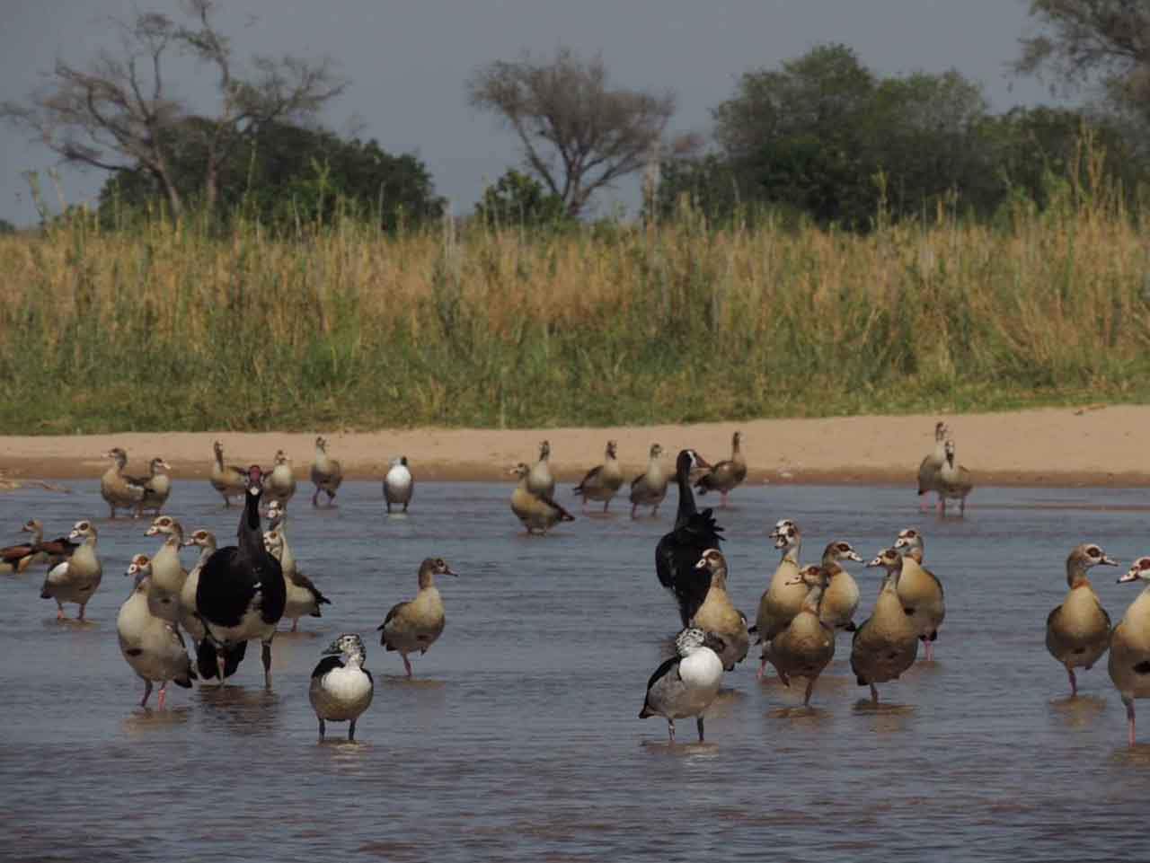 A mayor diversidad de usos de suelo, mayor riqueza de especies. Gansos del Nilo, gansos espolonados y patos crestudo afroasiático / Foto: CSIC