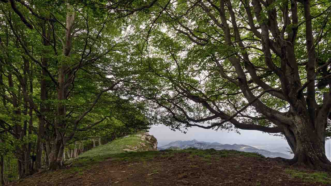 Un 15% el objetivo de absorción de emisiones de carbono en bosques para 2030 / Foto: EP