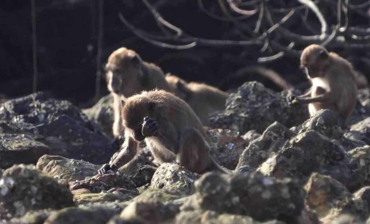 Un macaco de cola larga utilizando una herramienta de piedra como las de los primeros homínidos / Foto: Lydia Luncz