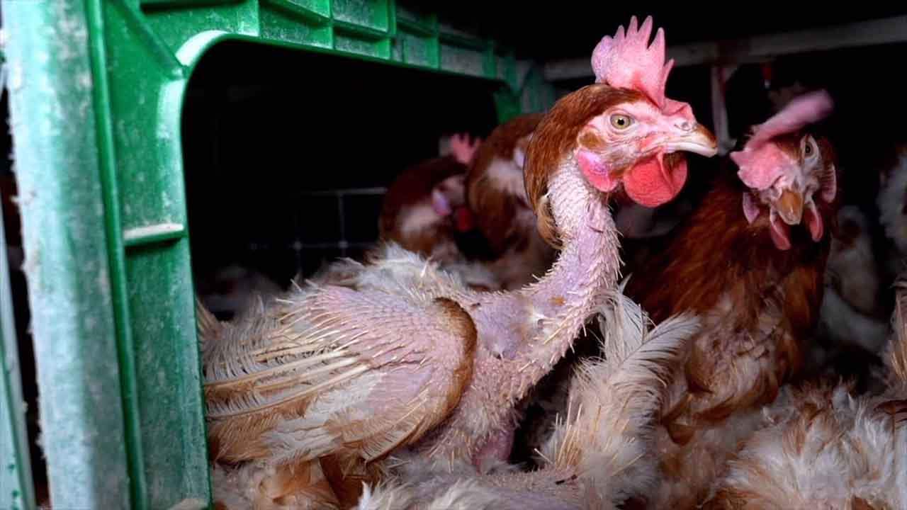 Hacia un sistema sin jaulas para 35 millones de gallinas en España  / Foto: FAADA