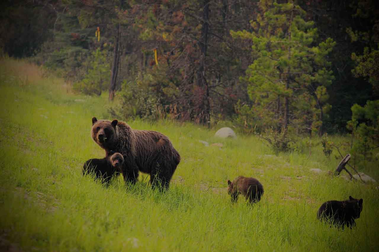 Oso pardo, madre con crías / Foto: Pixabay