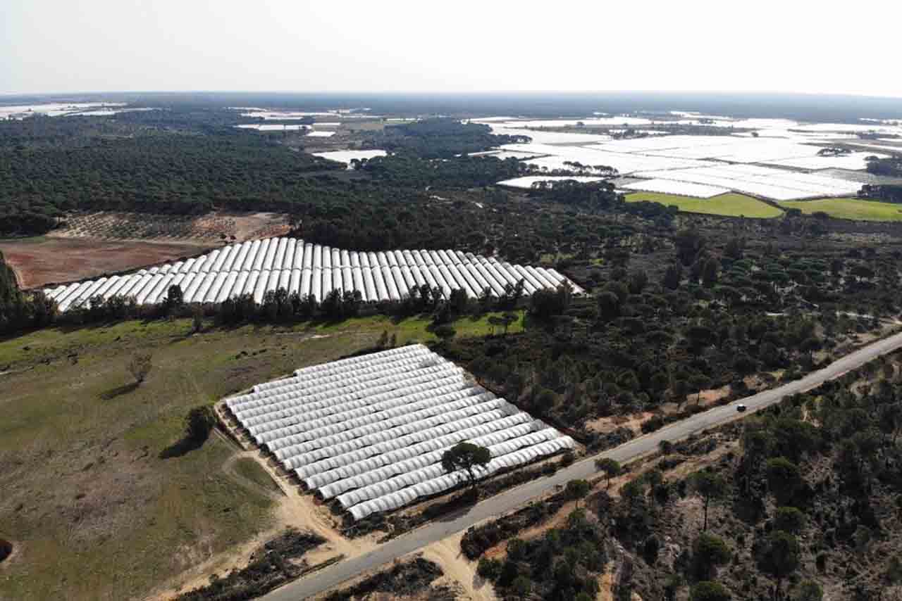 Regadíos en el entorno de Doñana / Foto: WWF