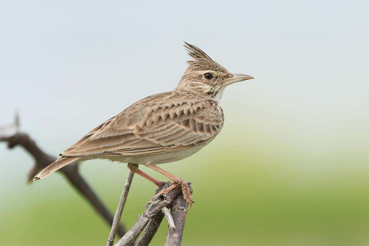Guía de Aves de España de SEO/BirdLife. 'Cogujada común' / Foto: Dave Montreuil - Seo/Birdlife