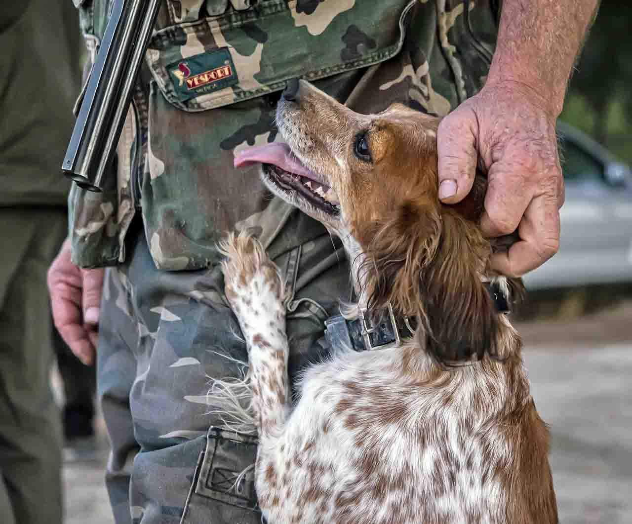 Se cifra en 12.295 los abandonos de perros de caza en España / Foto: Archivo - EP