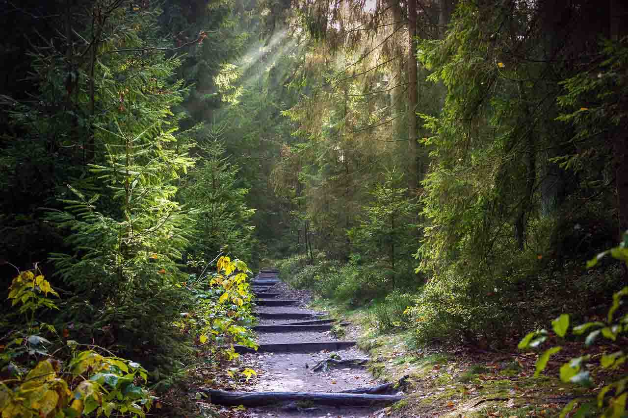 Imagen de un bosque el Día Internacional de los Bosques 2024 / Foto: PB