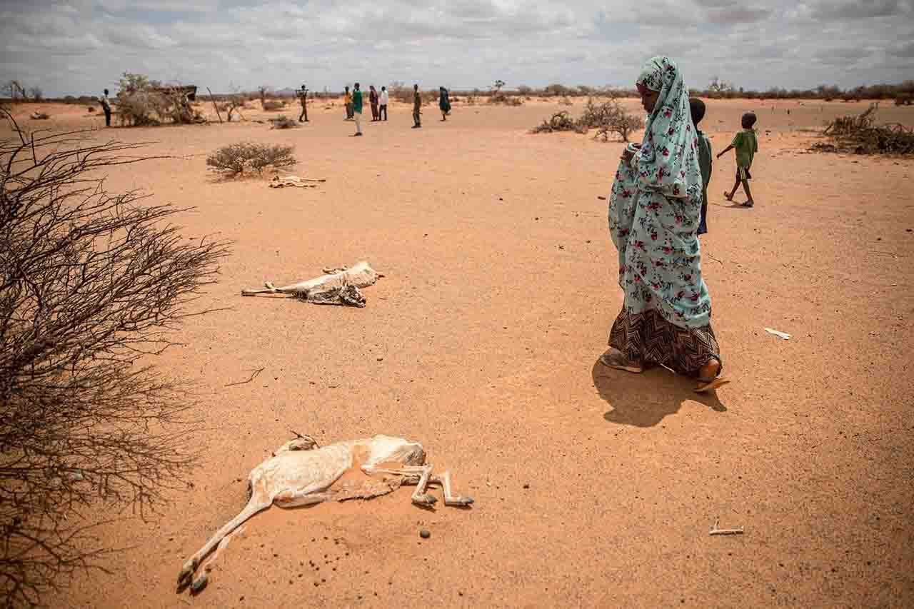 Un grupo de personas desplazadas por la sequía junto a animales fallecidos en Dollow, Somalia / Foto: Archivo - EP
