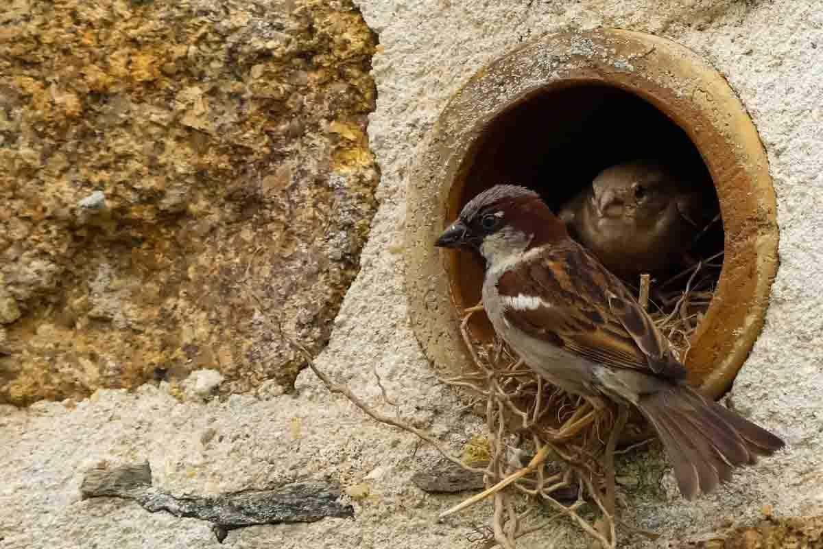 Guía de SEO/BirdLife para integrar la biodiversidad a la arquitectura / Foto: SEO/BirdLife