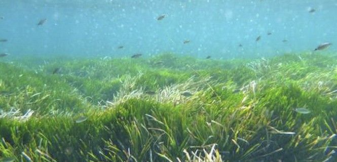 Las praderas de posidonia son uno de los ecosistemas más ricos / Foto: CSIC