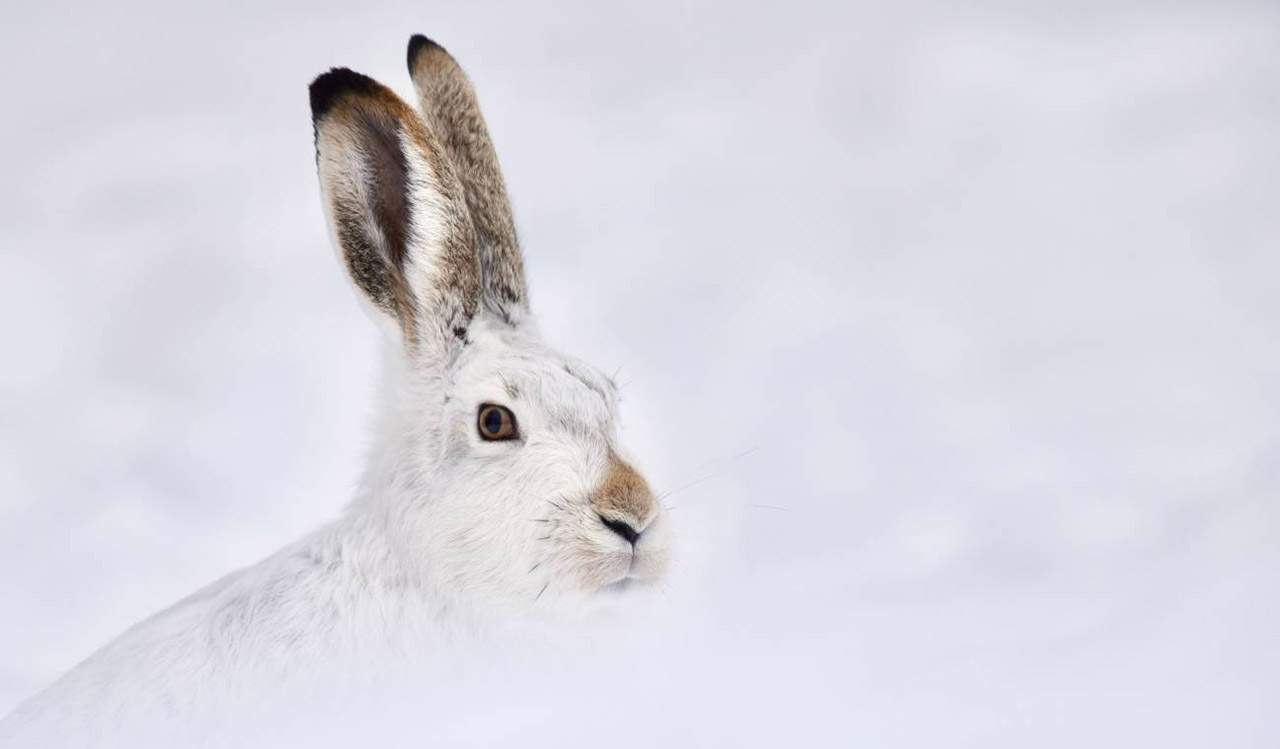 La liebre de cola blanca se adapta al cambio climático / Foto: SINC