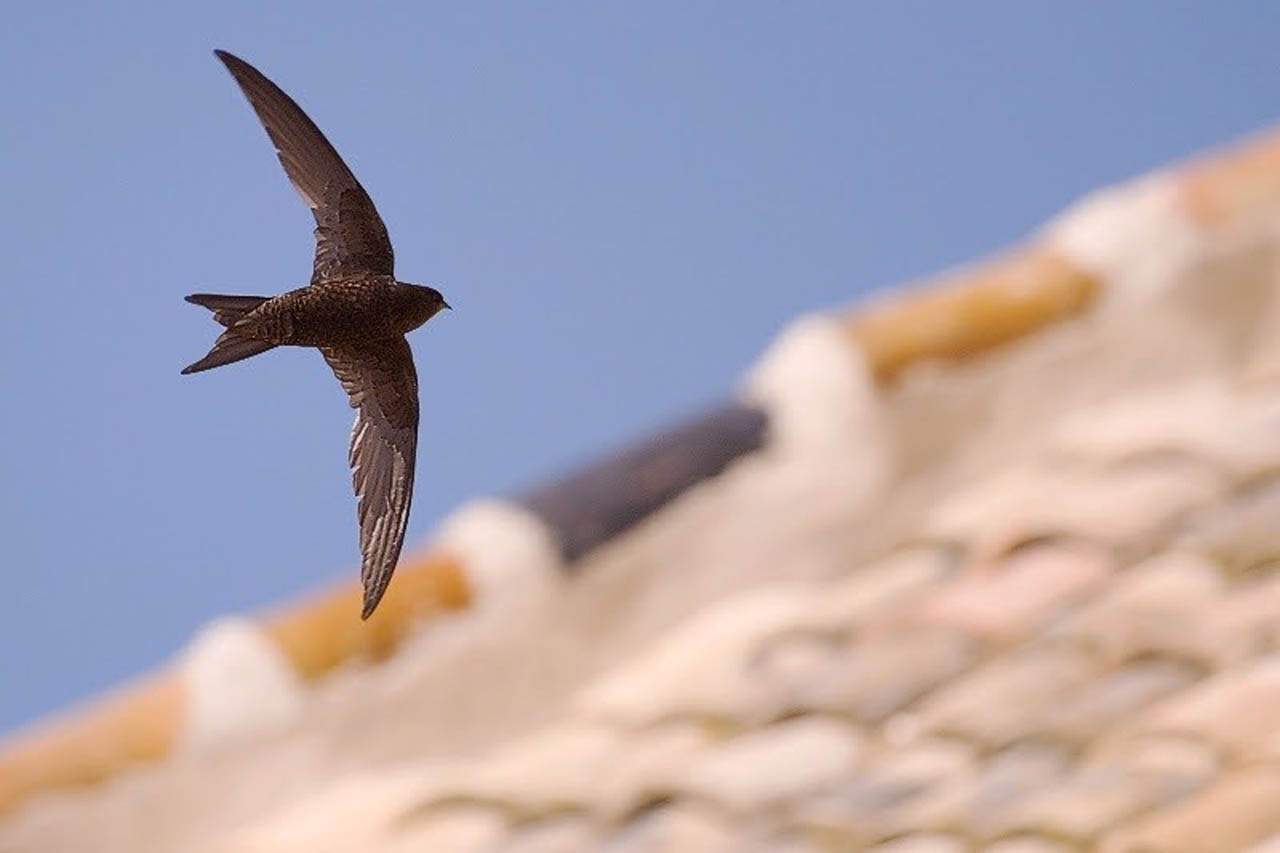 El vencejo común vuelve de su viaje de migración tras pasar el invierno en África. Golondrinas / Foto: Javier Milla - EP