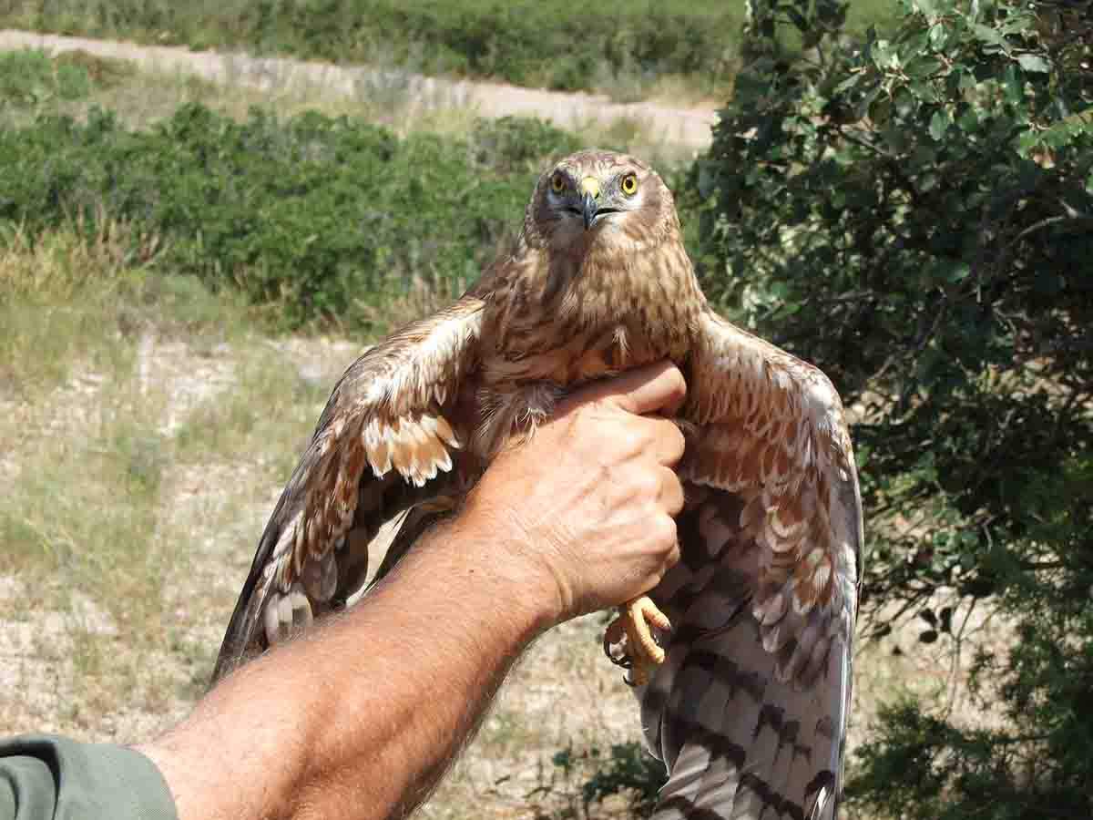 Hembra de aguilucho cenizo capturada para anillamiento. Especie en riesgo de extinción / Foto: Wikipedia