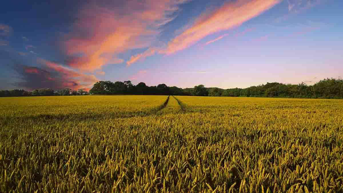 Paisaje rural. Transición ecológica justa y democrática / Foto: Pixabay