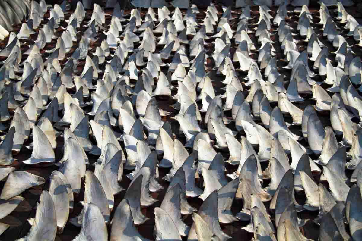 Pesquería y el comercio de los tiburones en la UE / Foto: EP