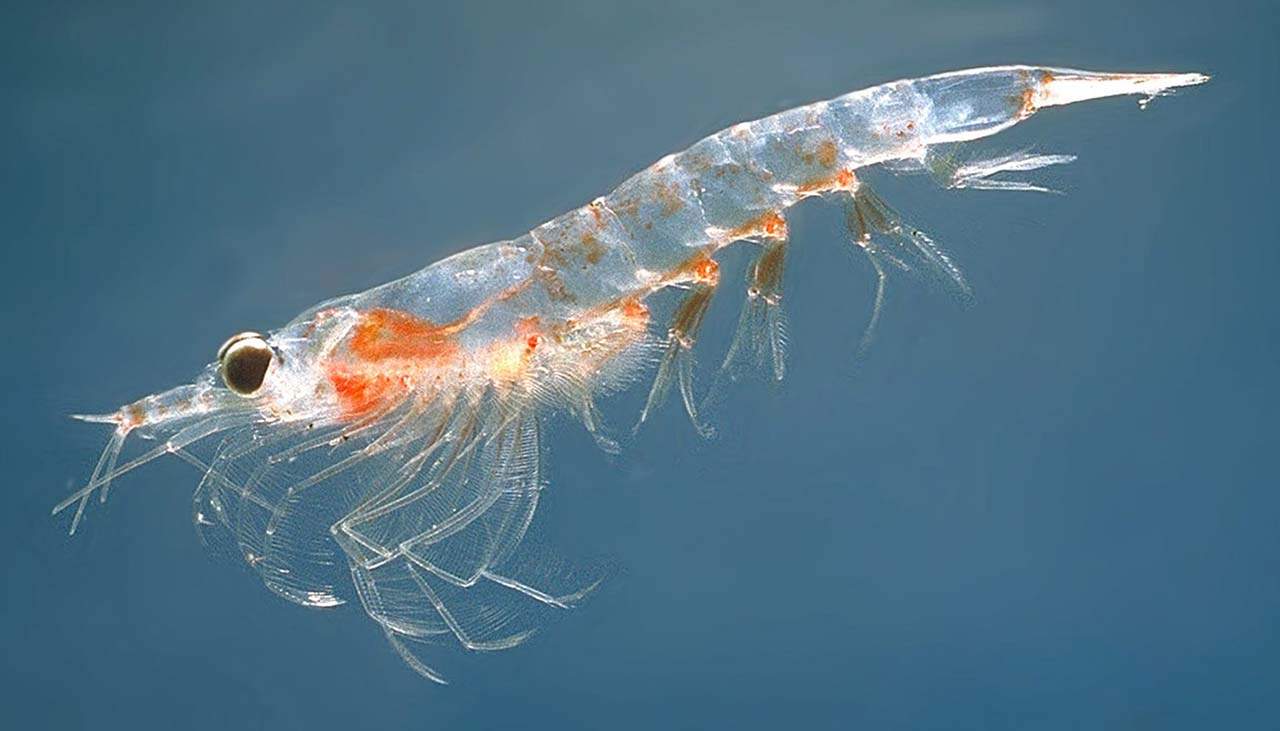 La abundante cantidad de microplásticos en el krill del Océano Austral es preocupante / Foto: Wikipedia