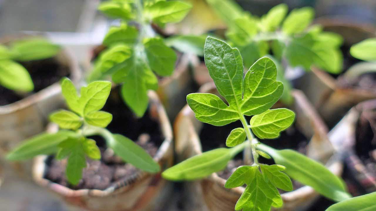 Pequeñas plantas de tomate / Foto: PB