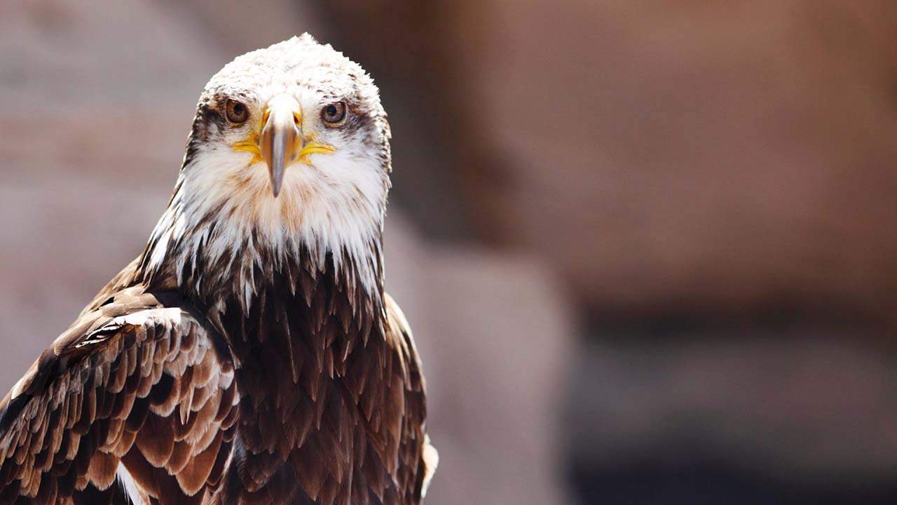 Ejemplar de águila imperial ibérica / Foto: MITECO