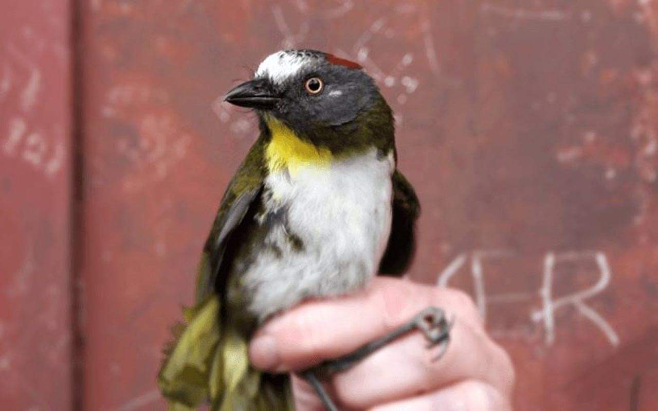 El ave venenosa recientemente descubierta, un pájaro campana de nuca rufa ('Aleadryas rufinucha'). Especies de aves venenosas / Foto: Universidad de Copenhague