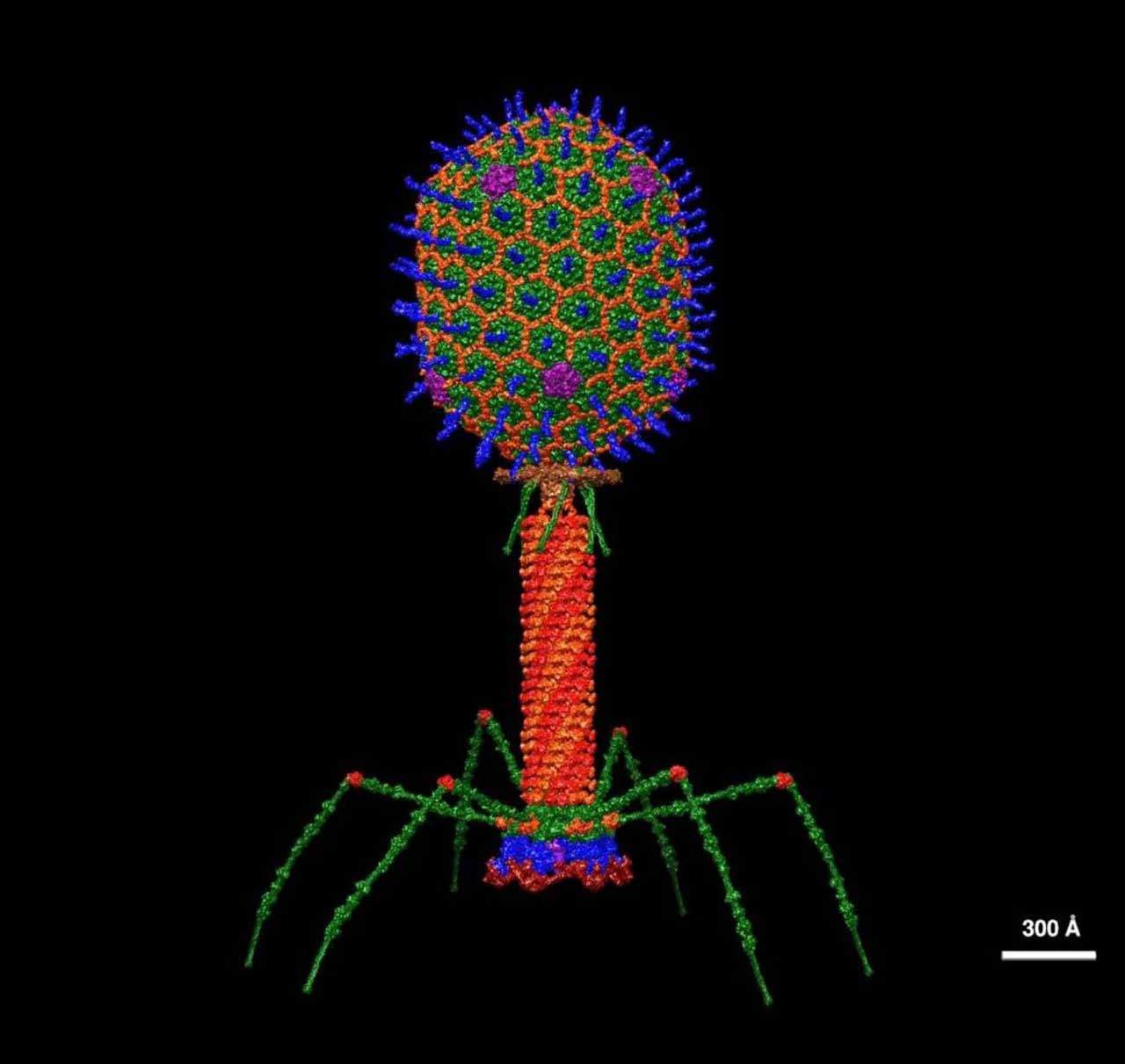 Modelo estructural de un bacteriófagos con resolución atómica / Imagen: Wikipedia